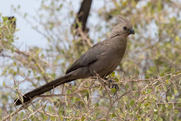 Vitbukad gå-bort fågel i Etosha National Park Namibia — Stockfoto