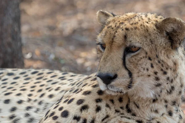 Cheetah Namibya etkin ulusal Park'ta — Stok fotoğraf