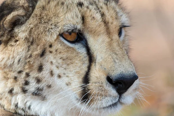 Cheetah Namibya etkin ulusal Park'ta — Stok fotoğraf