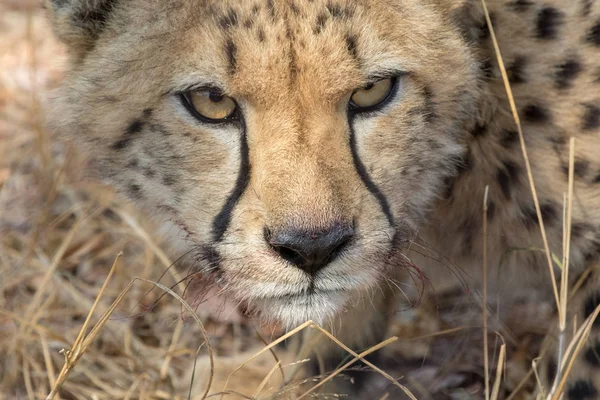 Cheetah Namibya etkin ulusal Park'ta — Stok fotoğraf