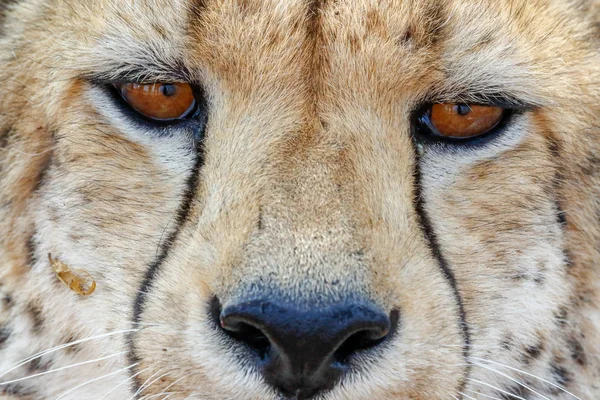 Cheetah no Parque Nacional de Etosha, na Namíbia — Fotografia de Stock