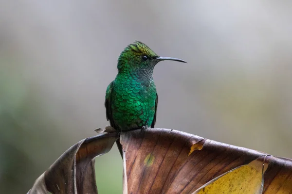 Passarinho no Parque Nacional de Monteverde Costa Rica — Fotografia de Stock