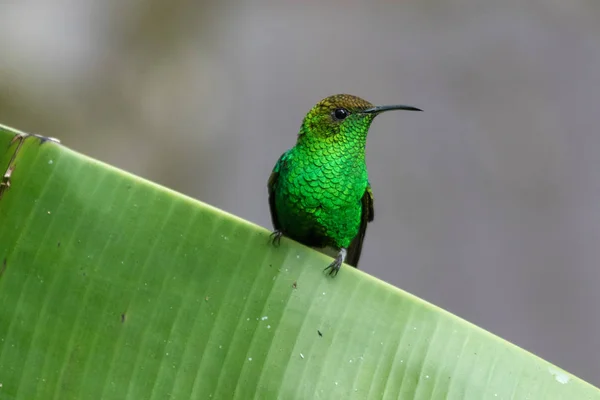 Πουλί βουητό σε Monteverde εθνικό πάρκο Κόστα Ρίκα — Φωτογραφία Αρχείου