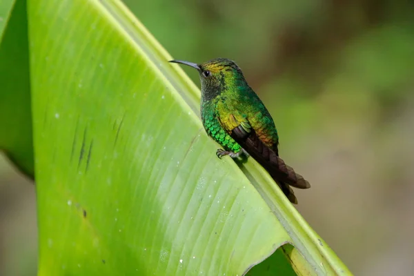 Passarinho no Parque Nacional de Monteverde Costa Rica — Fotografia de Stock