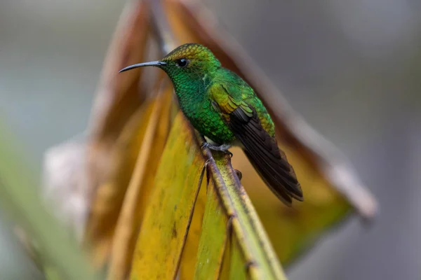 Наспівуючи птах в Monteverde національному парку Коста-Ріка — стокове фото
