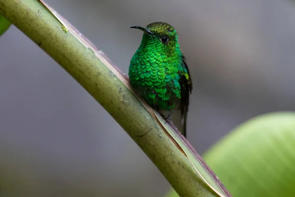 Zümmögő madár a Monteverde Nemzeti Park Costa rica — Stock Fotó