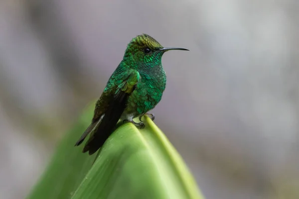 Гудящая птица в национальном парке Монтеверде Коста-Рика — стоковое фото