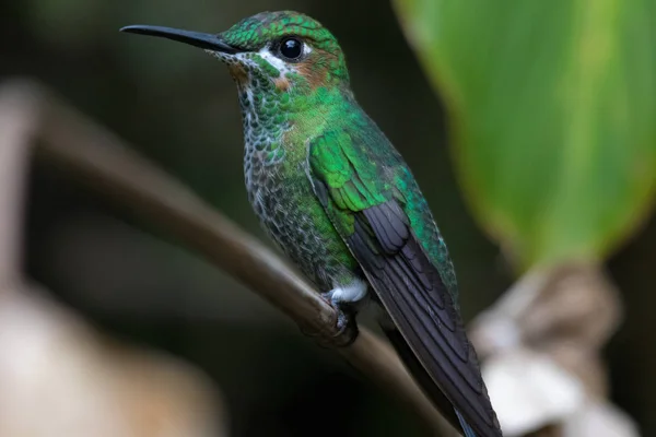 Гудящая птица в национальном парке Монтеверде Коста-Рика — стоковое фото