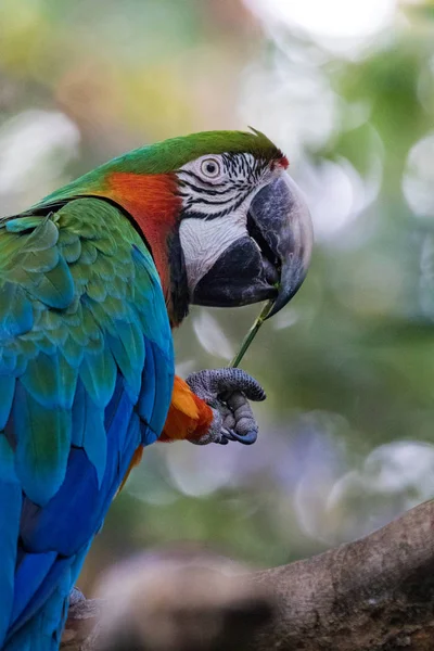 Guatemalában a park csodálatos ara — Stock Fotó