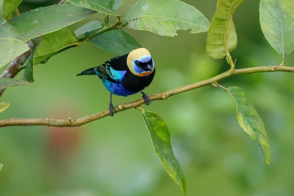 З капюшоном Золотий Tanager в Коста-Ріці Ареналь Національний парк — стокове фото
