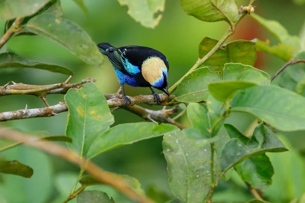 Um Tanager com capuz dourado no Parque Nacional Arenal Costa Rica — Fotografia de Stock