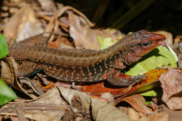 Um lagarto no Parque Nacional Cahuita Costa Rica — Fotografia de Stock