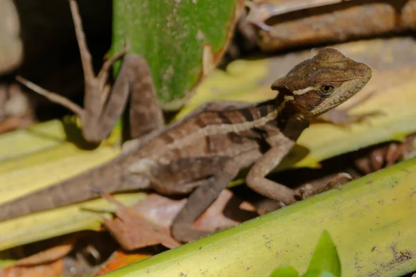 Uma fêmea Jesus Christ Lizard Cahuita National Park África do Sul — Fotografia de Stock