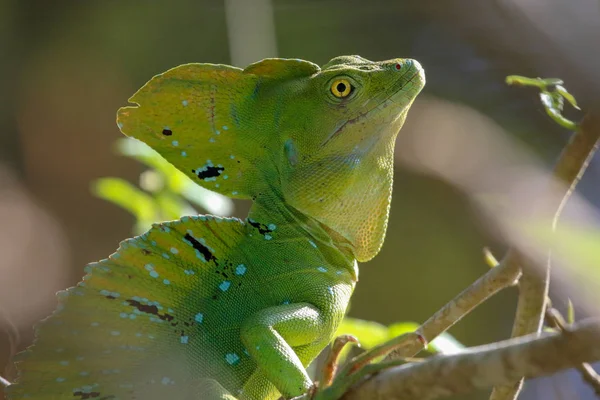 bir erkek İsa Mesih kertenkele Cahuita Milli Parkı Kosta Rika