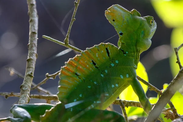 Un macho Jesucristo Lagarto Cahuita Parque Nacional Costa Rica — Foto de Stock