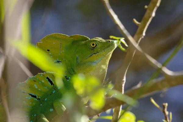 Um homem Jesus Cristo Lagarto Parque Nacional Cahuita Costa Rica — Fotografia de Stock