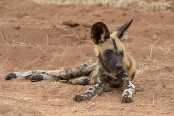 En vild hund i Kruger National Park South Africa — Stockfoto