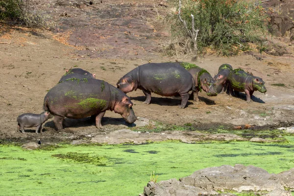Hipopótamos no Parque Nacional Kruger África do Sul — Fotografia de Stock