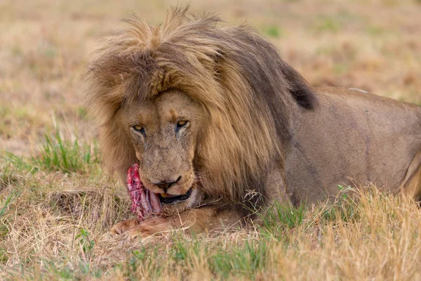 Lion eating in the Kruger National Park South Africa — Stock Photo, Image