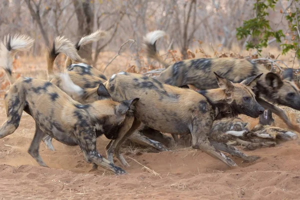 Pack van wilde honden in het Kruger Nationaal Park Zuid-Afrika — Stockfoto