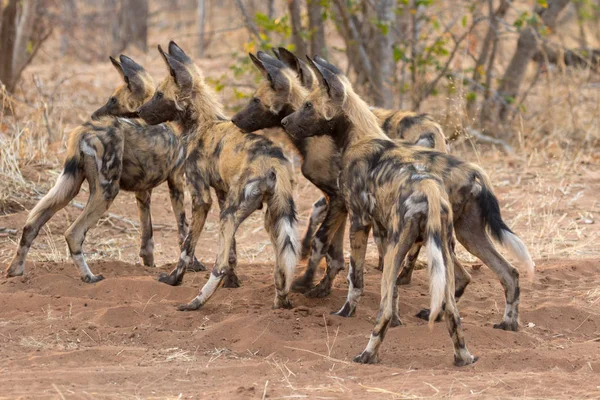 Manada de perros salvajes en el Parque Nacional Kruger Sudáfrica —  Fotos de Stock
