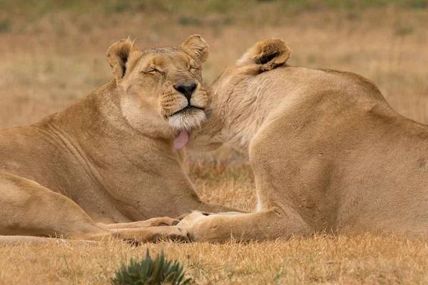 Dos leona ine el Parque Nacional Kruger Sudáfrica —  Fotos de Stock