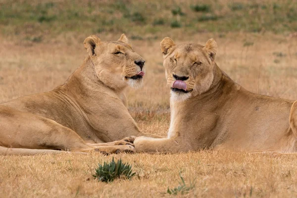 Dvě lvice ine Krugerův národní Park Jižní Afrika — Stock fotografie