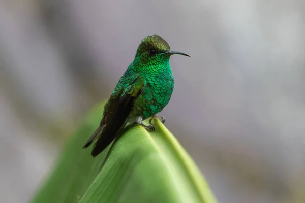 Kolibra w Park Narodowy Monteverde Kostaryka Zdjęcie Stockowe