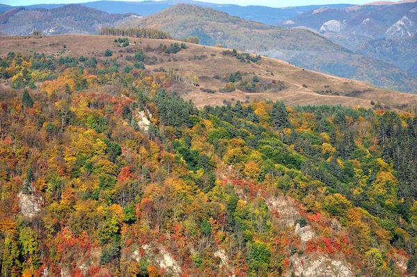 Montagna paesaggio autunnale con foresta colorata — Foto Stock
