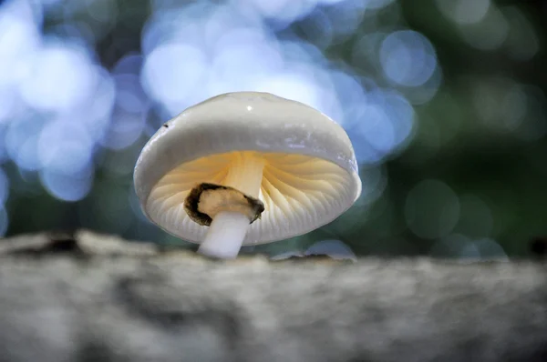 Cogumelo branco em um tronco de árvore na floresta — Fotografia de Stock