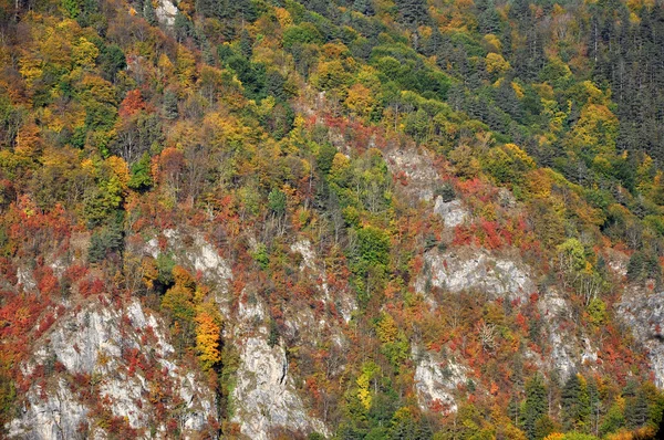 カラフルな森と山の秋の風景 — ストック写真
