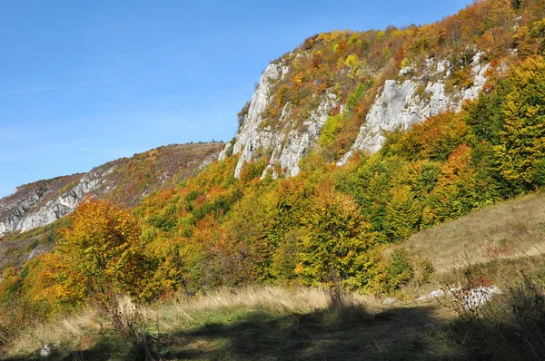 Hegyi őszi táj színes erdőkkel — Stock Fotó