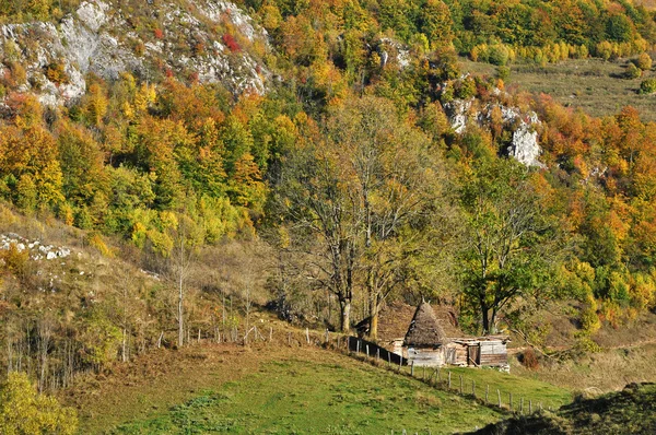 Горный осенний пейзаж с красочным лесом — стоковое фото