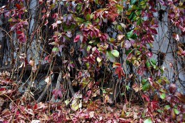 Duvarda asılı kırmızı sarmaşık