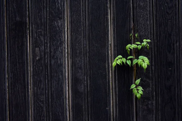 Sfondo di una recinzione di legno marrone scuro — Foto Stock