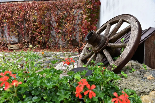Antieke houten wiel bedekt met groene klimop — Stockfoto