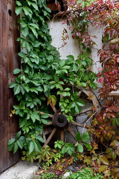 Rueda de madera antigua cubierta con hiedra verde — Foto de Stock