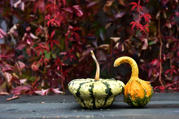 Hösten gul pumpa på ett träbord — Stockfoto