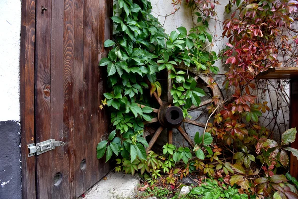 Antika ahşap tekerlek ile yeşil sarmaşık kaplı