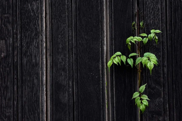 Bakgrund av ett mörkt brunt trä staket — Stockfoto