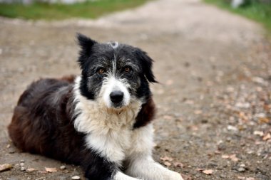 Evsiz sokak köpeği sokağa terk edilmiş.