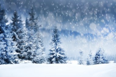 Karlı köknar ağaçları ile Noel arkaplanı