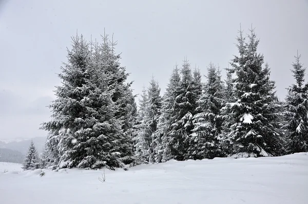 Märchenhafte Winterlandschaft mit Tannen — Stockfoto