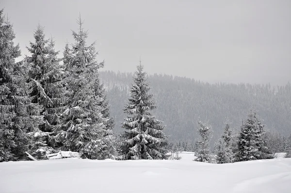 Pohádkové zimní krajina s jedlí — Stock fotografie