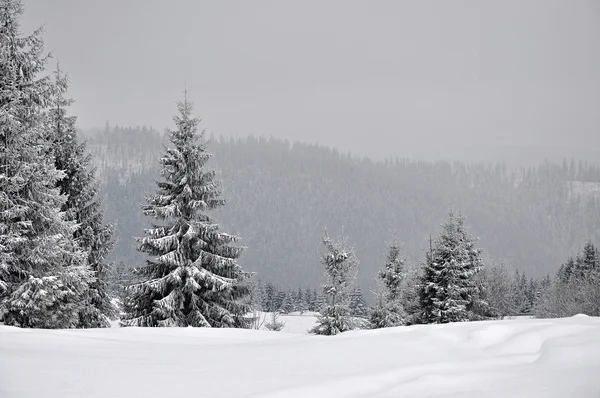 Зимний пейзаж с елками — стоковое фото