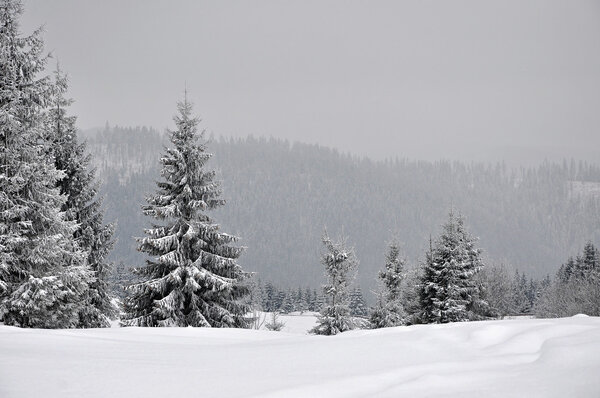 Fairy winter landscape with fir trees