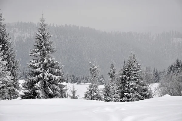 Paisaje de invierno de hadas con abetos — Foto de Stock