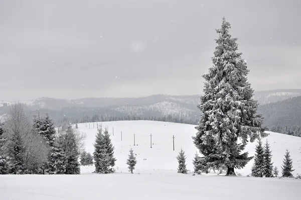 Fairy vinterlandskap med granar — Stockfoto