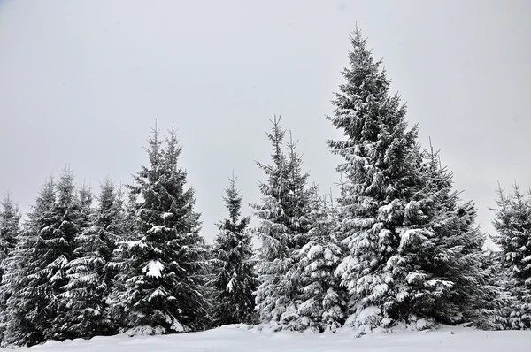 Baśniowy pejzaż zimowy z jodły — Zdjęcie stockowe