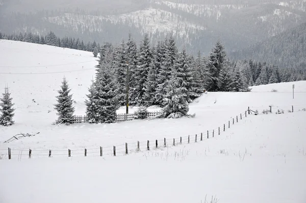 Pohádkové zimní krajina s jedlí — Stock fotografie